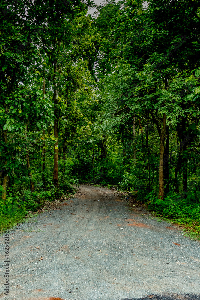 Naklejka premium Dust road to the forest