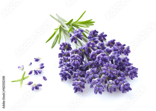 Lavender flowers in closeup