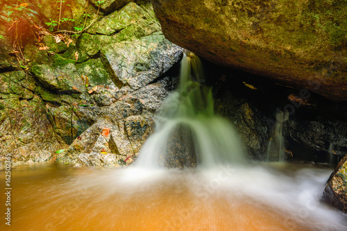 The beauty of tropical forests. Tropical botanical diversity and high moisture.