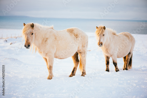Fototapeta Naklejka Na Ścianę i Meble -  Adorable furry white Icelandic horses in the winter sunset field