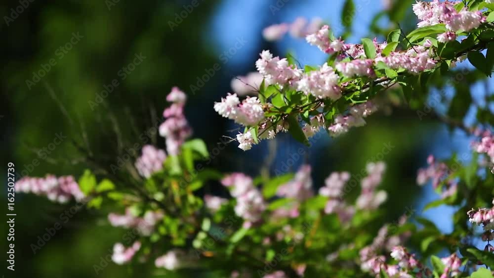 Flowers on the branches of a tree