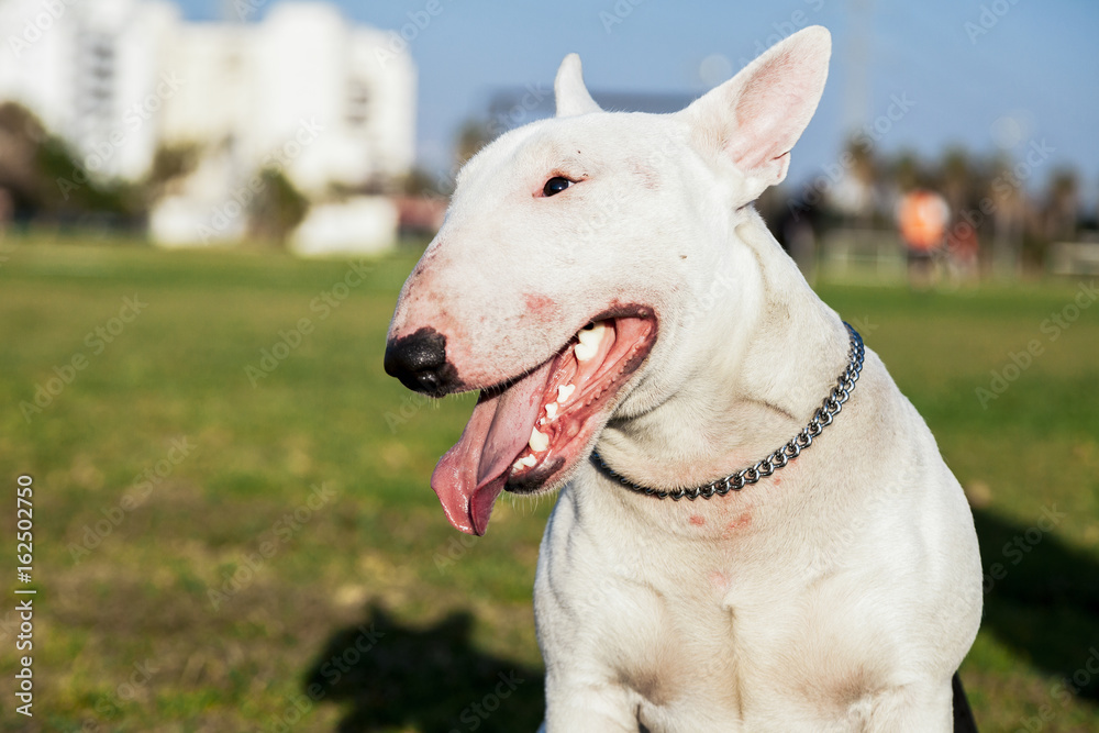 Bull Terrier Dog Park Portrait