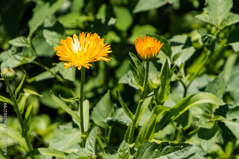 yellow wildflowers in the wild flower garden yellow wildflowers in the wild flower garden
