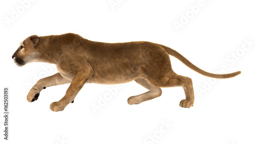 3D Rendering Big Cat Puma on White