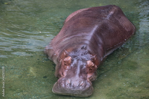 Close up Hippopotamus in the Pond