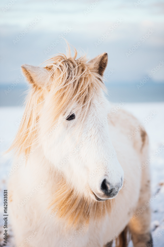 Adorable furry white Icelandic horse in the winter sunset field Adorable furry white Icelandic horse in the winter sunset field