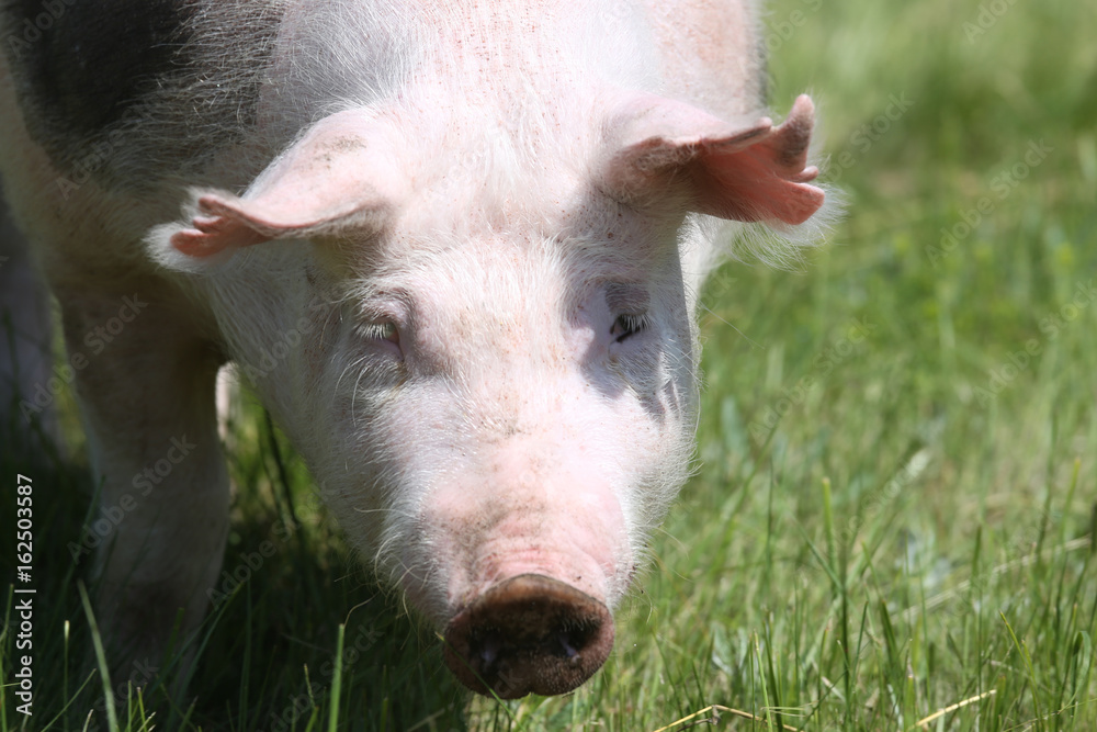 Fototapeta premium Front view head shot of a young pietrain breed pig on natural environment