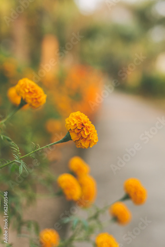 Blumen in Nepal © alinelange