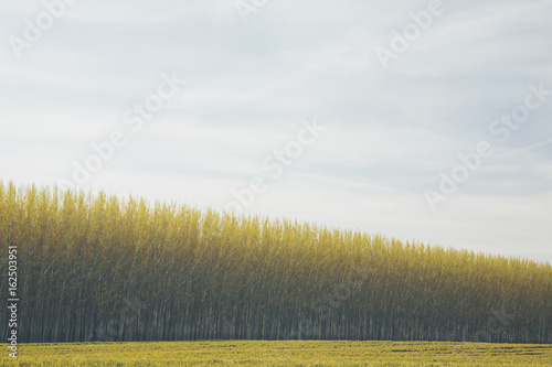 Rows of commercially grown poplar trees. 