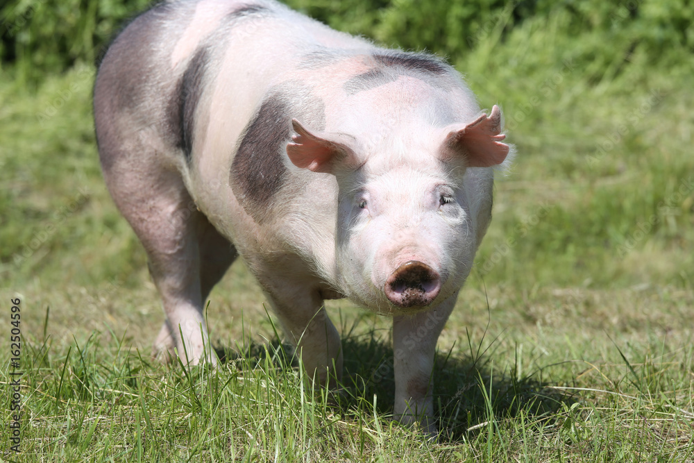 Female pietrain pig are coming on pasture Female pietrain pig are coming on pasture