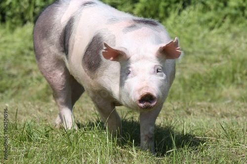 Female pietrain pig are coming on pasture