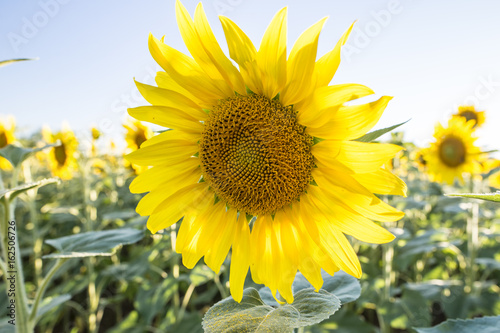 Sunflower