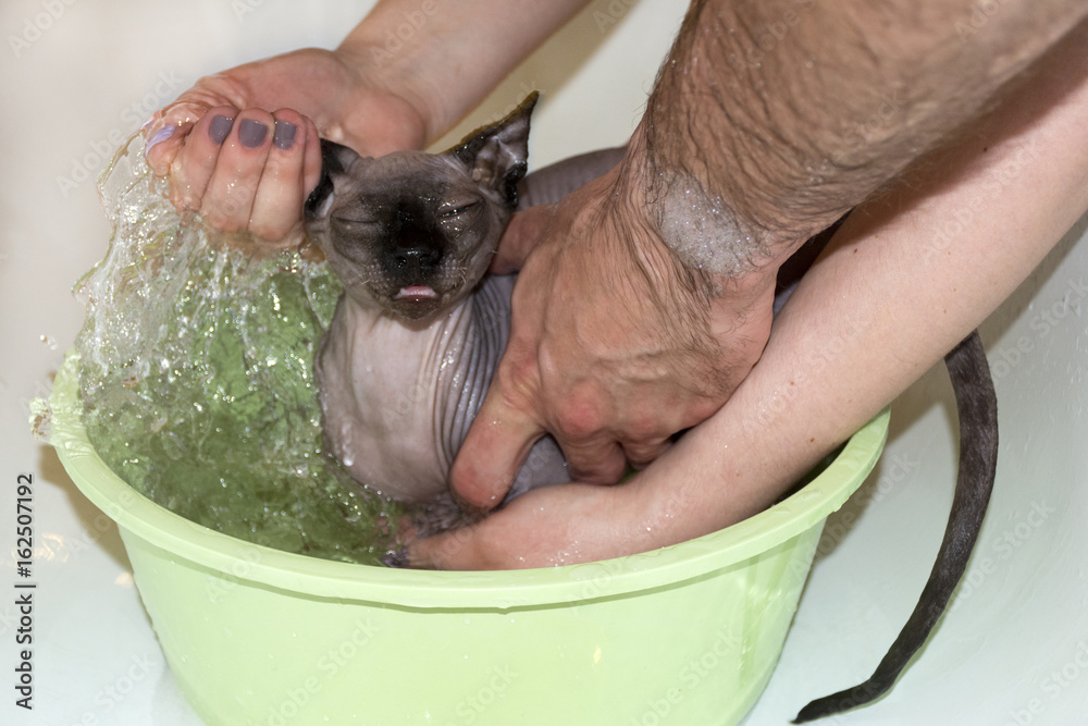 bald cat of breed the canadian Sphynx wash human hands with water and  shampoo Stock Photo | Adobe Stock