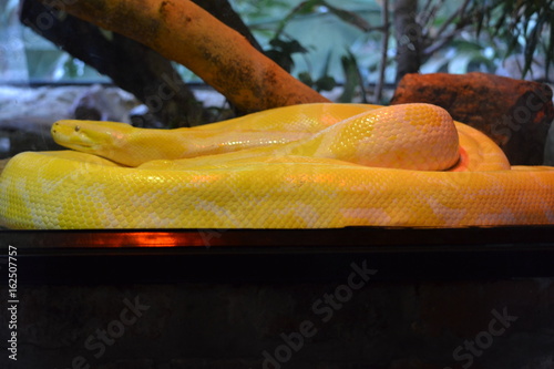 Canvas Print Albino Python