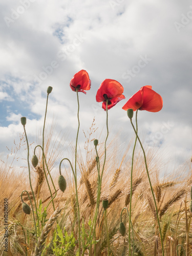 poppies on the border of a field with cloudy sky - poppy flower