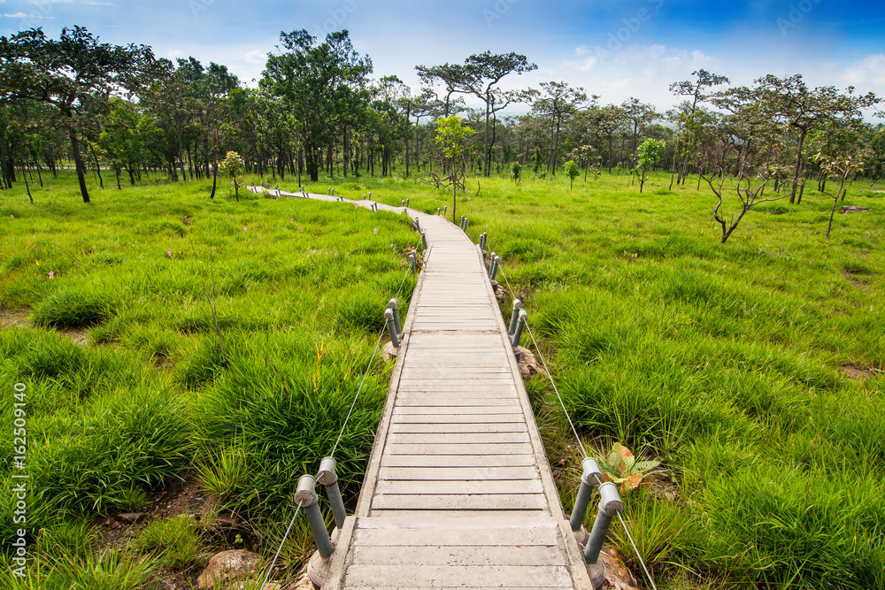 Nature trails to beautiful jungle, Pa Hin Ngam national park in Chaiyaphum Province,Thailand.