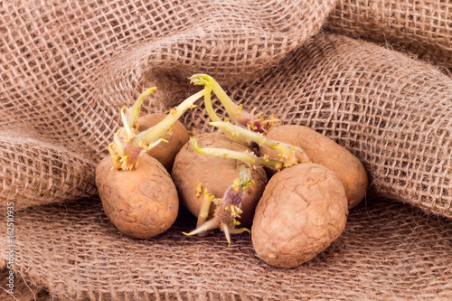 gekeimte Kartoffeln auf Sackleinen