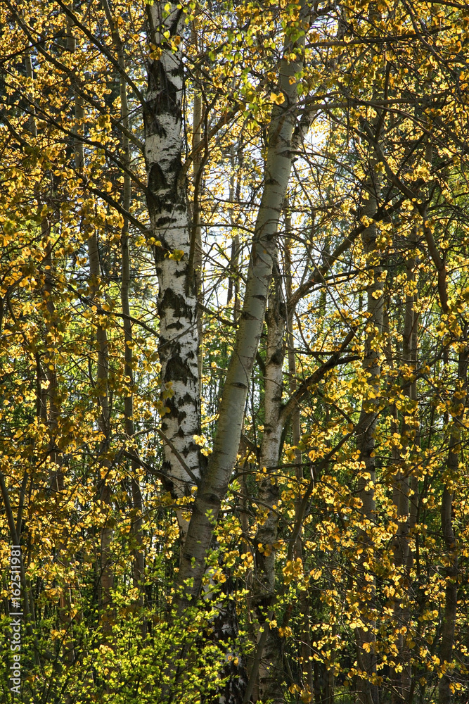 Fototapeta premium Landscape near Gagarin. Smolensk Oblast. Russia