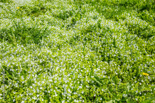 Top view of a green meadow. Grass and small white flowers. Summer spring or summer day.