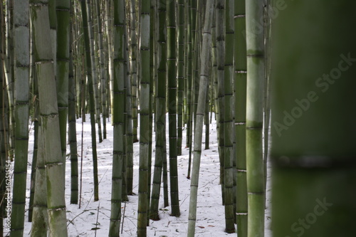 Bamboo Leaves