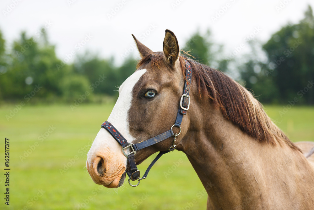 Obraz premium Horse with blue eyes