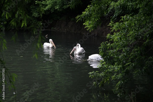 A pack of pelicans swims over the surface of the pond water