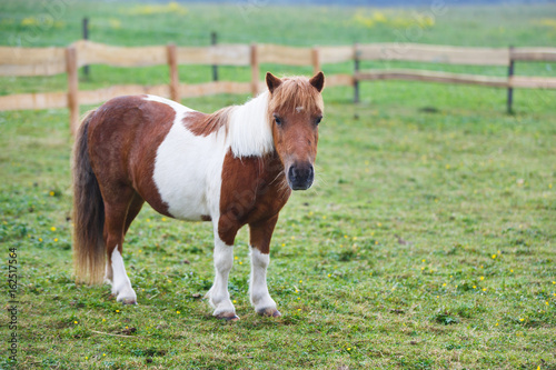 Pony on the pasture