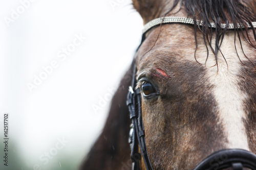 Wound on the forehead of a horse © castenoid