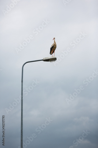 Stork on a street lamp