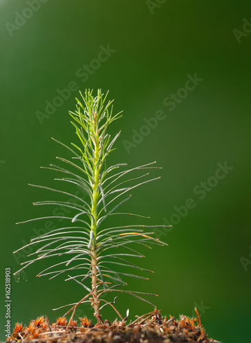 Newborn fir tree sapling