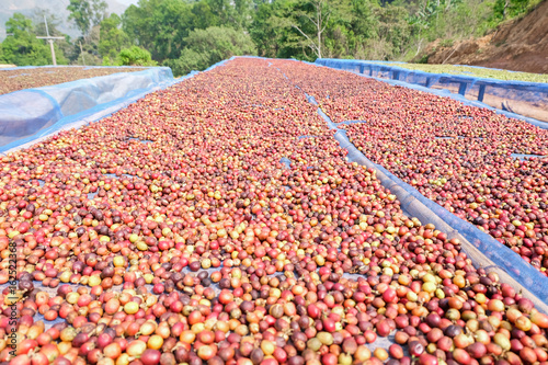 Dried coffee cherries,selective focus