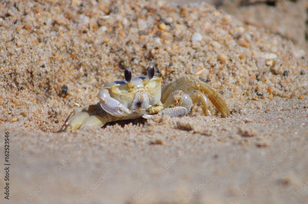 Ghost Crab on the Shores of the Outer Banks