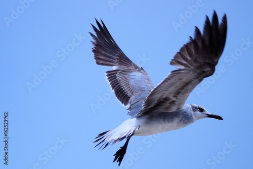 Seagull Soaring High in the Outer Banks