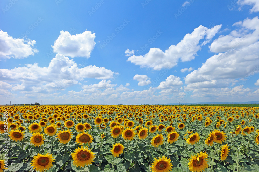 Obraz premium Feld mit Sonnenblumen