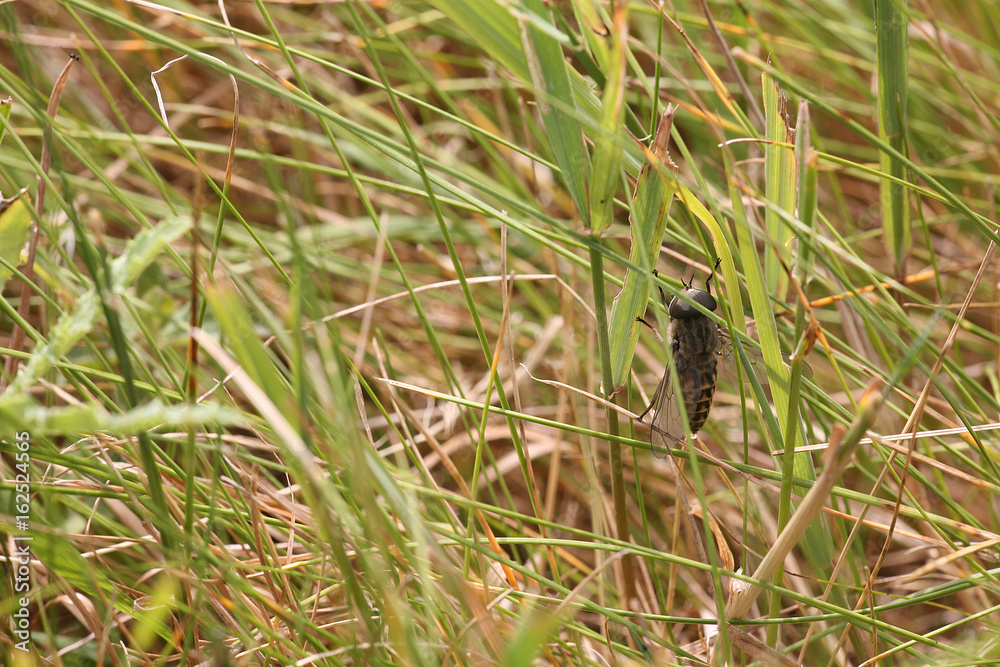 gadfly on the grass