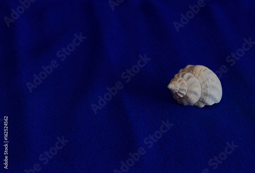 Single white seashell on a blue cloth background