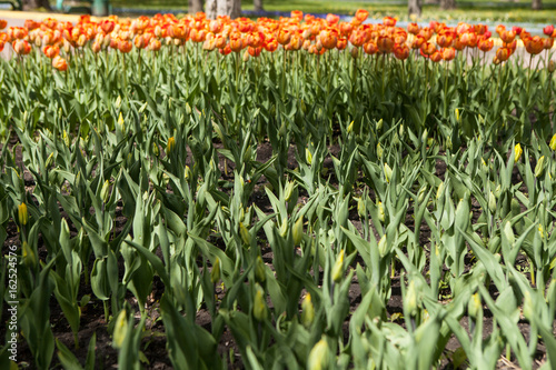 Fototapeta Naklejka Na Ścianę i Meble -  Un blown buds of tulips and flowerbeds