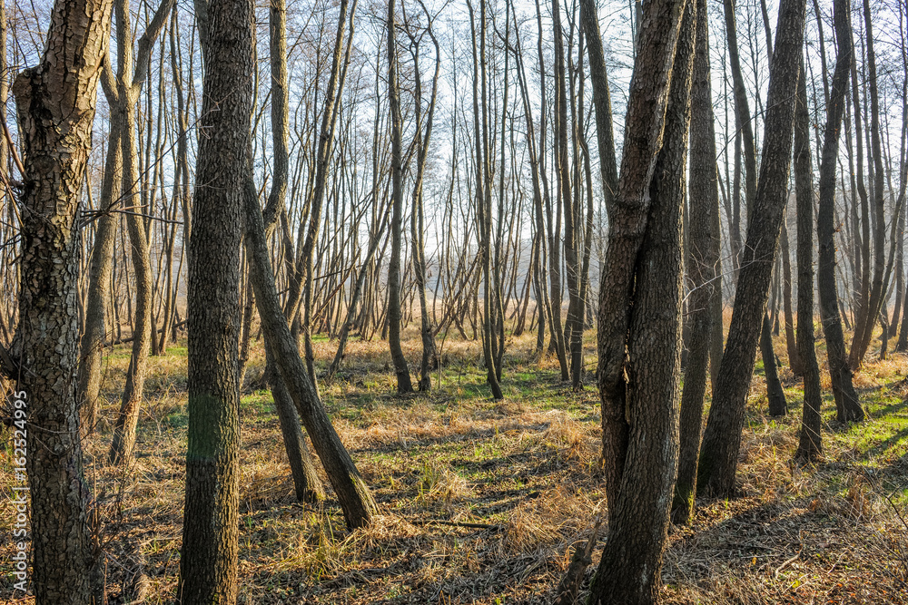 Fototapeta premium Resurgence forest