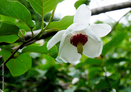Magnolia ashei on a branch against a background of green leaves