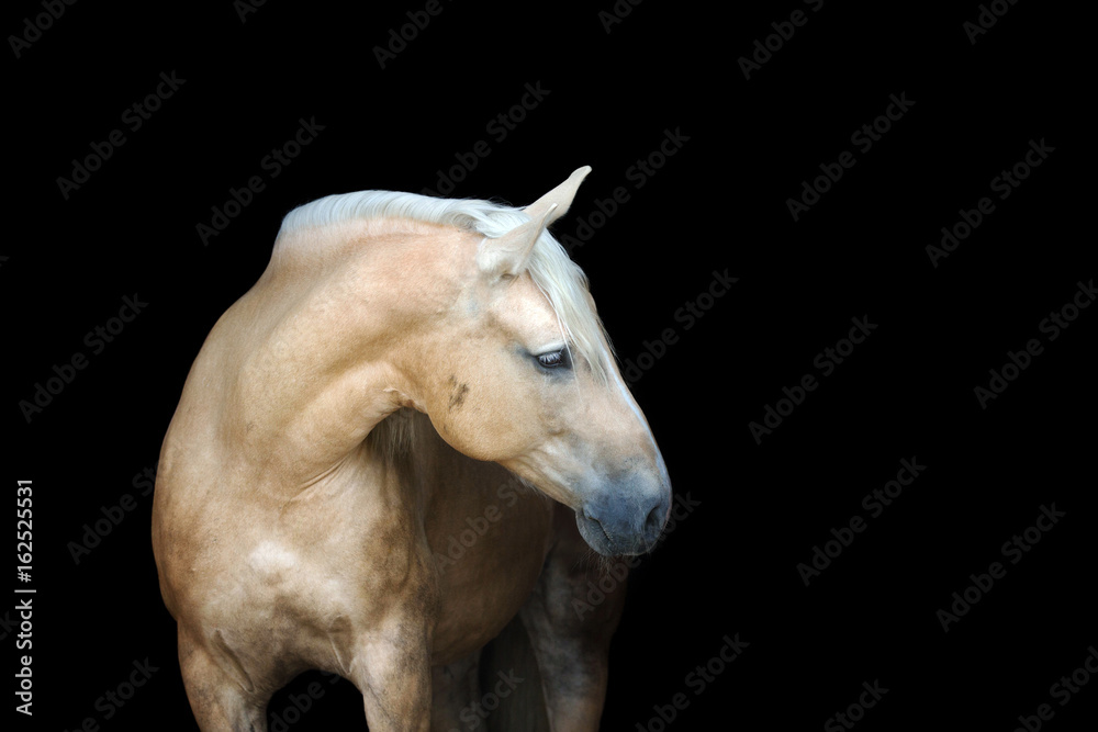 Fototapeta premium Portrait of a palomino horse isolated on black background.