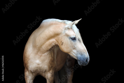 Fototapeta Naklejka Na Ścianę i Meble -  Portrait of a palomino horse isolated on black background.
