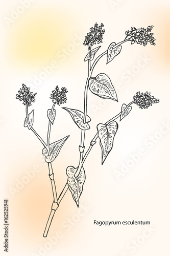 Buckwheat (Fagopyrum esculentum), also known as common buckwheat, Japanese buckwheat and silverhull buckwheat. Hand drawn vector illustration 