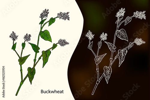 Hand drawn vector illustration of buckwheat. ( Fagopyrum tataricum)