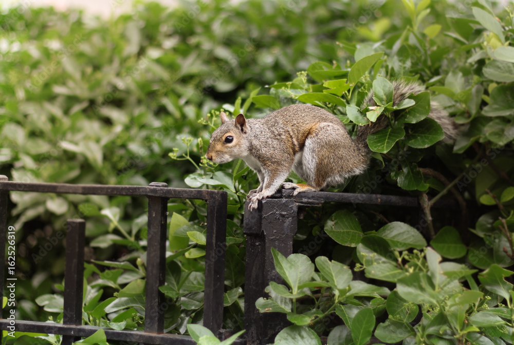 Squirrel in Battery Park Squirrel in Battery Park