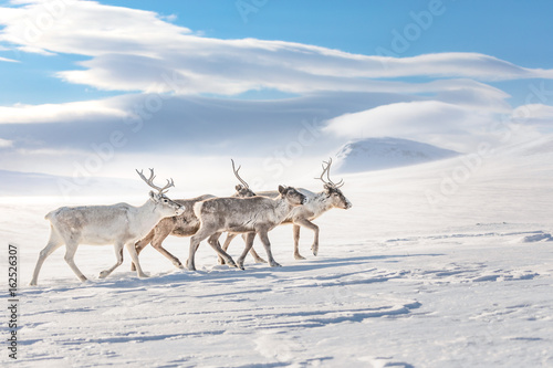 Reindeers 