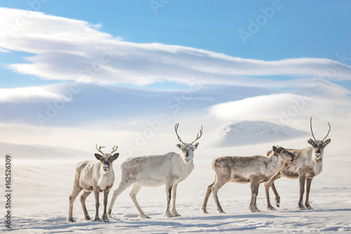 Reindeers 