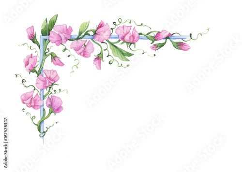 Obraz na plátně Pink curly sweet pea watercolor