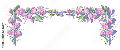 Fotografie Pink curly sweet pea watercolor