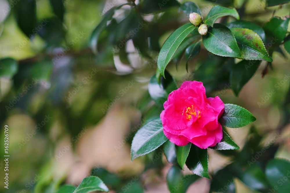 椿の花