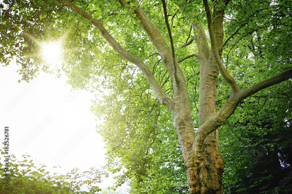 Obraz premium Baum Sonnenstrahlen